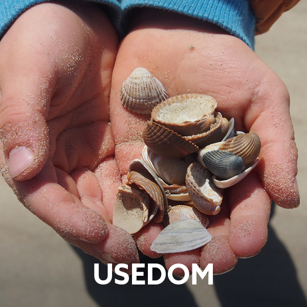 Seashells collected on Usedom beach during a family holiday on the Baltic Sea.